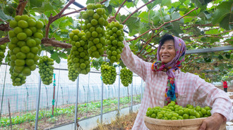  "Emerald" Grapes in Yantai, Shandong, Harvest