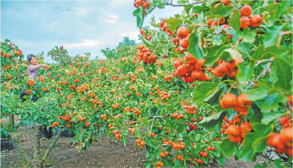 山東棗莊：秋意濃 山楂紅