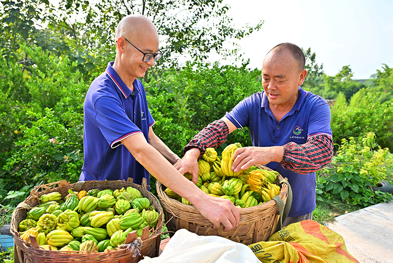 眉山仁寿：中药材种植助农增收_fororder_当地农户正在转运刚采收的中药材佛手-摄影-潘建勇