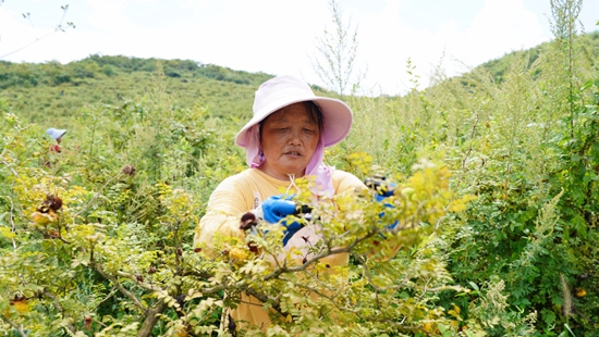 貴州甕安：萬畝刺梨迎來采收季_fororder_群眾在嵐關鄉章閣村刺梨基地采收刺梨 