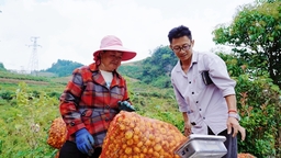 貴州甕安：萬畝刺梨迎來采收季