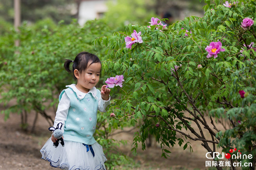 06【吉林】【原创】【无边栏】【图说吉林】【CRI看吉林(标题)】【白山松水(小图185 105)】【关东黑土(长春)】【移动版(图)】  长春市牡丹园牡丹花开 06【吉林】【原创】【无边栏】【图说吉林】【CRI看吉林(标题)】【白山松水(小图185 105)】【关东黑土(长春)】【移动版(图)】  长春市牡丹园牡丹花开