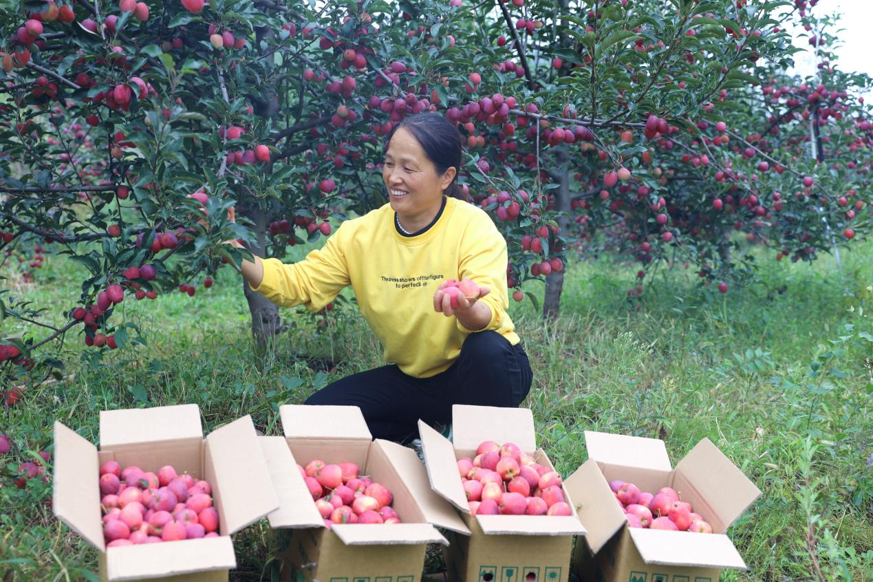 河北平泉：锦绣海棠丰收农民采摘忙_fororder_图片1