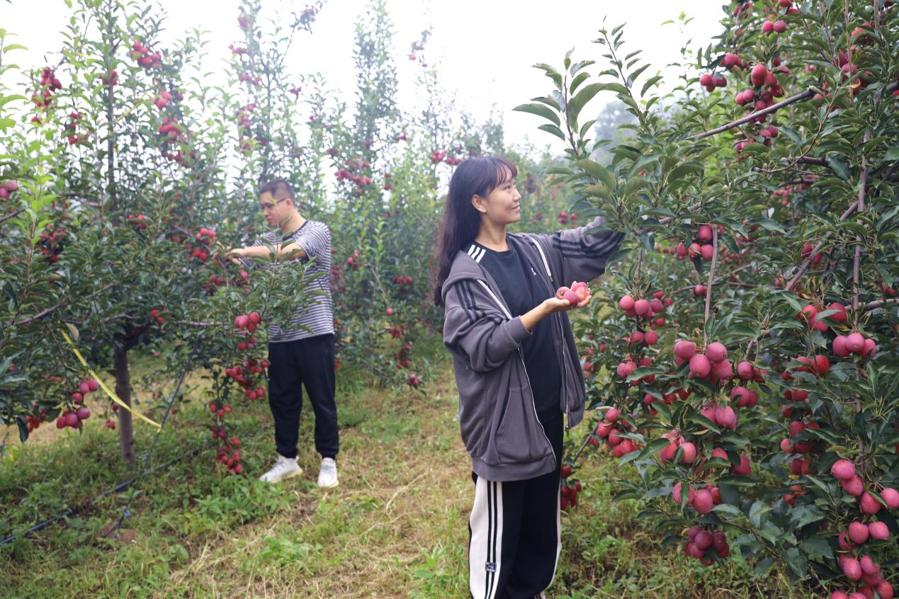 河北平泉：锦绣海棠丰收农民采摘忙_fororder_图片3