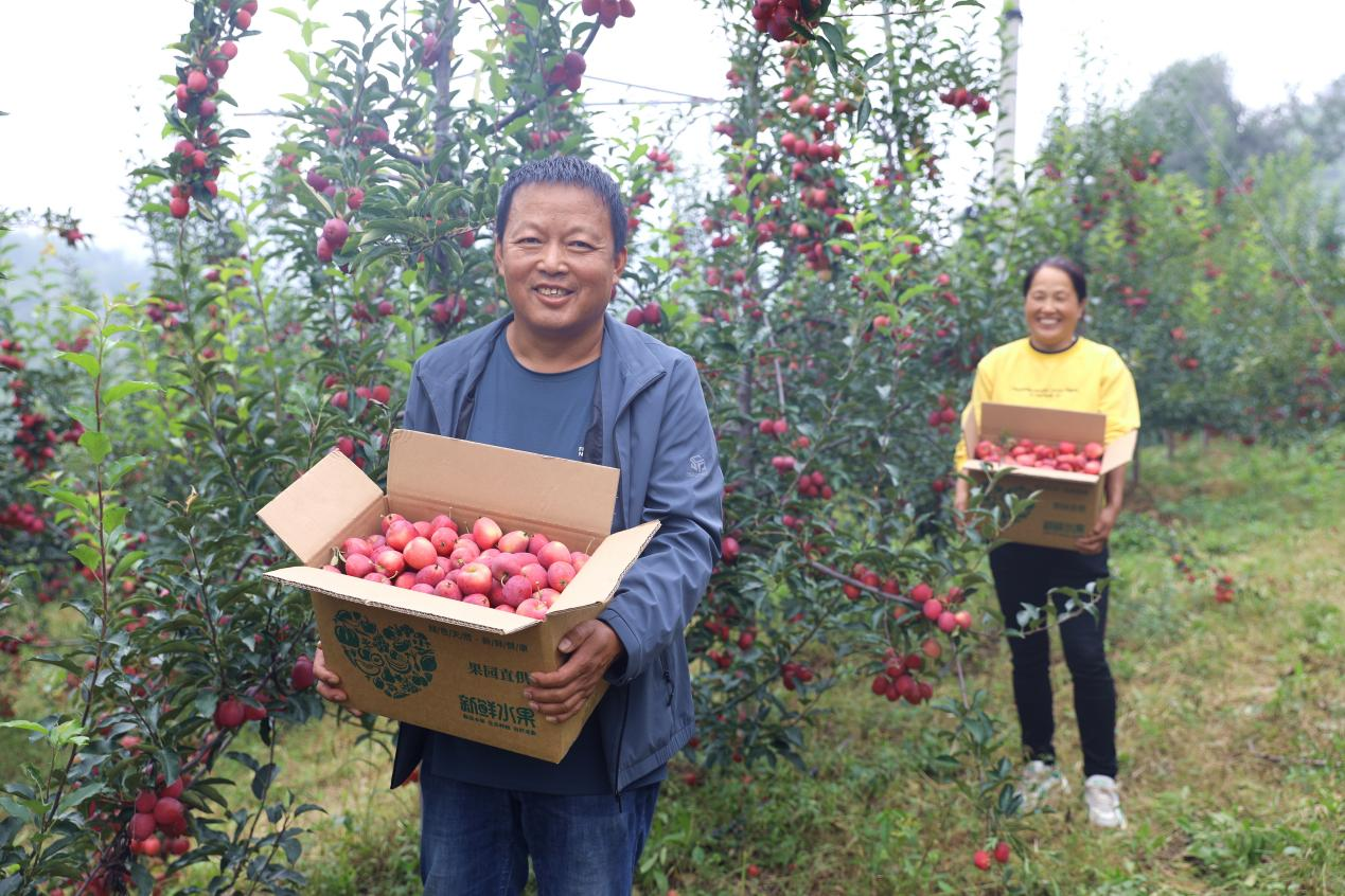 河北平泉：锦绣海棠丰收农民采摘忙_fororder_图片2