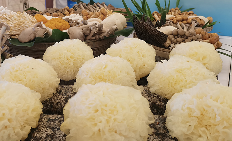 2024“蓉漂·農創薈”暨成都(金堂)國際羊肚菌大會舉行_fororder_金堂農産品展示-金堂縣委宣傳部