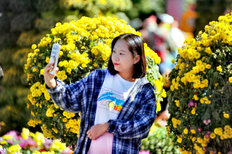 醉龙江丨迎国庆 菊花扮美松花江畔