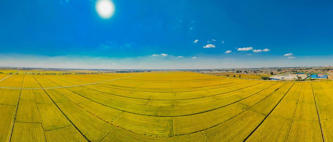 沈阳：风吹稻浪满地金