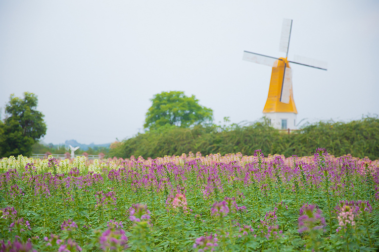 醉蝶花开 自贡贡井区五彩荷园邀您共赏梦幻花海