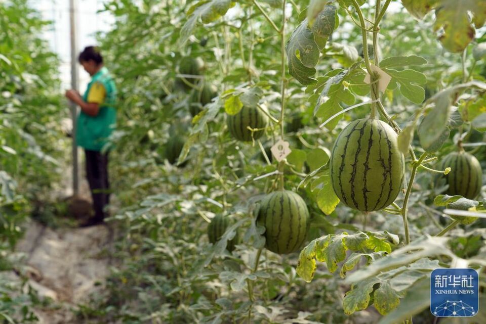 鑄牢共同體 中華一家親丨山東援疆：堅持“輸血與造血”並重 助力喀什發展優質特色産業