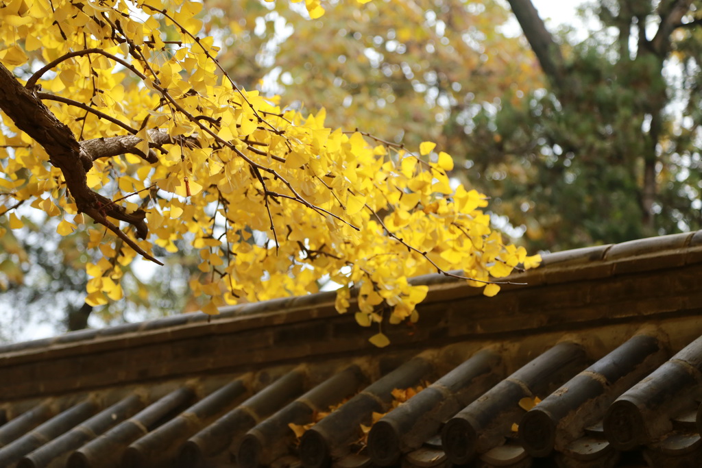 山东日照浮来山"天下银杏第一树"迎来秋日盛景