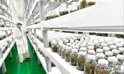 【不忘来时路 奋进新征程】培育植物工厂 打造金线莲之境