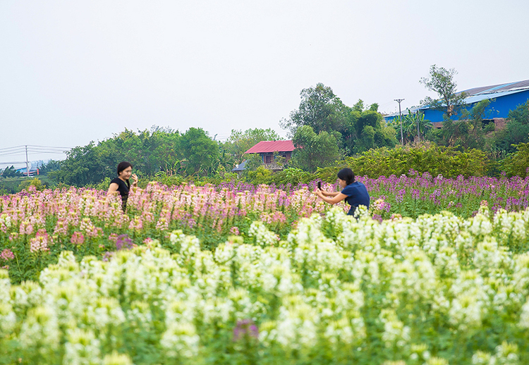 醉蝶花开 自贡贡井区五彩荷园邀您共赏梦幻花海