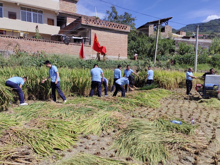 云南彝良：助农秋收暖人心_fororder_图片13