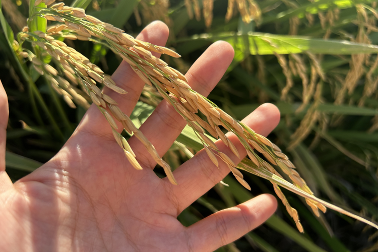 泉州惠安：学用“千万工程”经验 聚力做好“土特产”文章_fororder_图片2