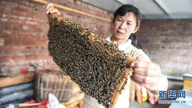 葉德華：養蜂助脫貧