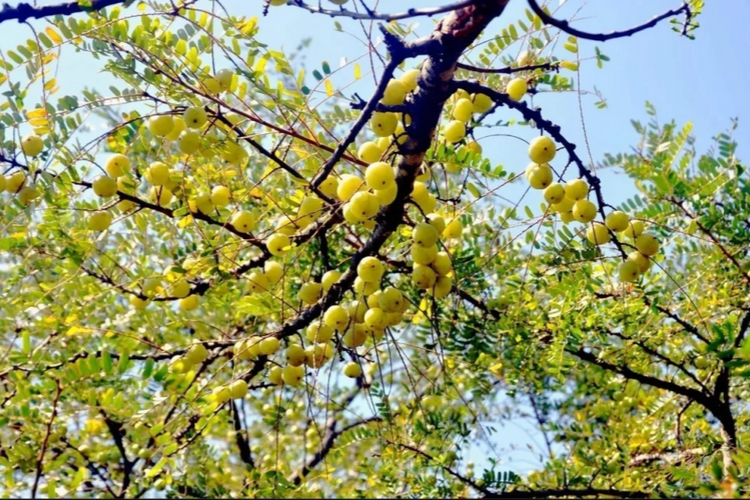 泉州惠安：学用“千万工程”经验 聚力做好“土特产”文章_fororder_图片4