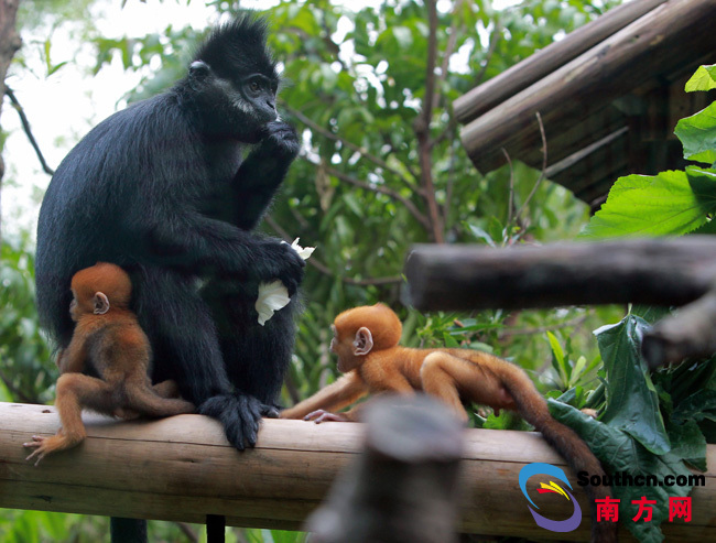“猴界大熊猫”在广州产下世界首例双胞胎，母亲节当天成功抢镜！
