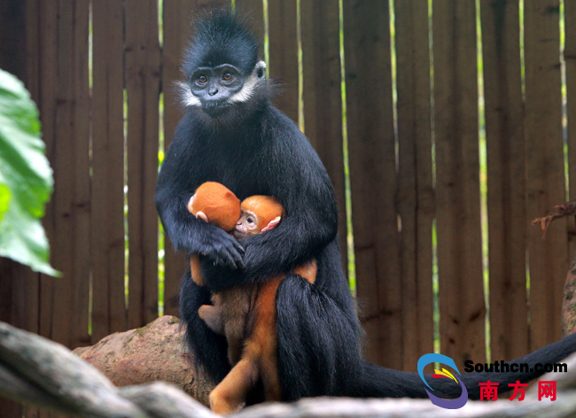 “猴界大熊貓”在廣州産下世界首例雙胞胎，母親節當天成功搶鏡！