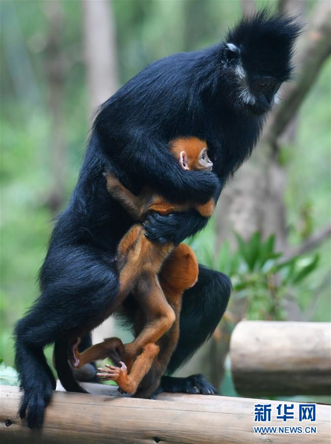 廣州：珍稀黑葉猴誕下龍鳳胎