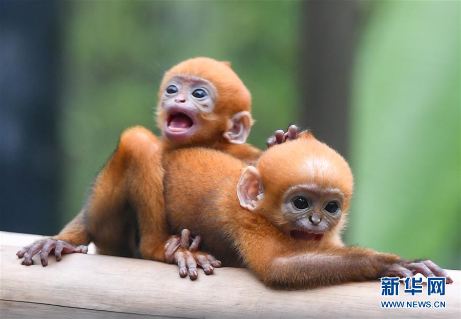 廣州：珍稀黑葉猴誕下龍鳳胎