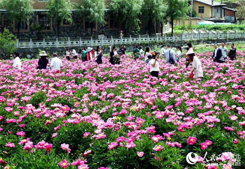 湖北十堰：芍藥花開醉遊人