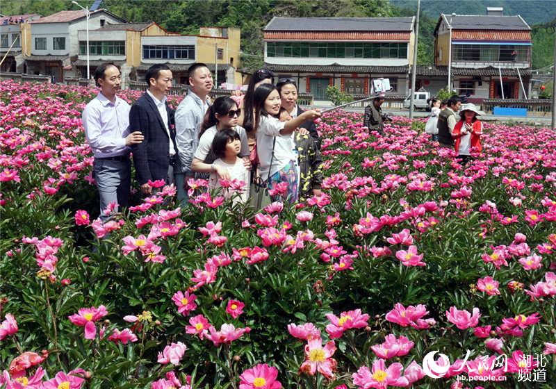 湖北十堰：芍药花开醉游人