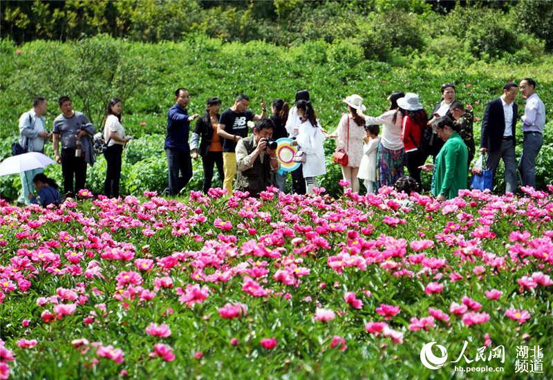 湖北十堰：芍藥花開醉遊人