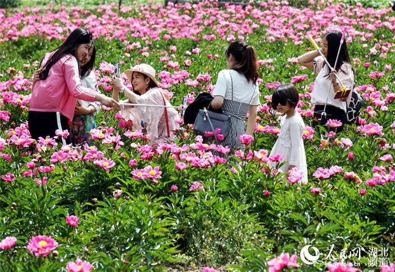 湖北十堰：芍藥花開醉遊人