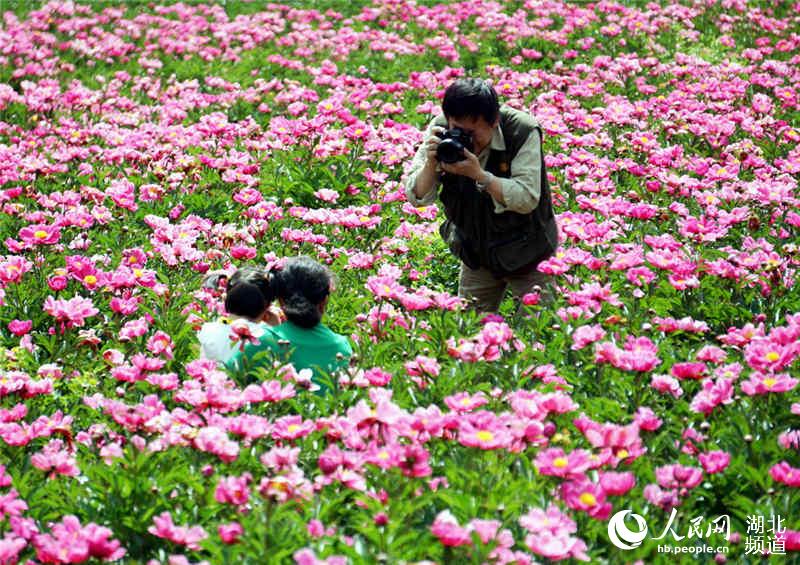 湖北十堰：芍藥花開醉遊人