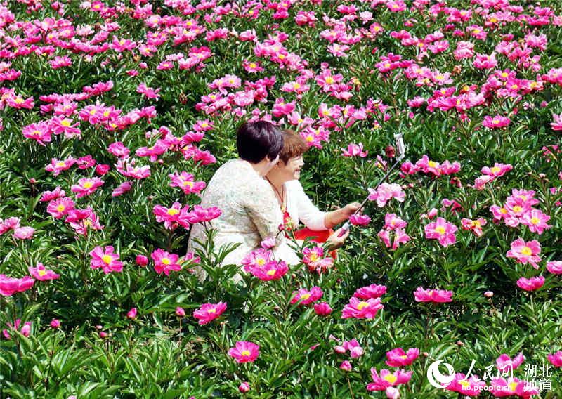 湖北十堰：芍藥花開醉遊人