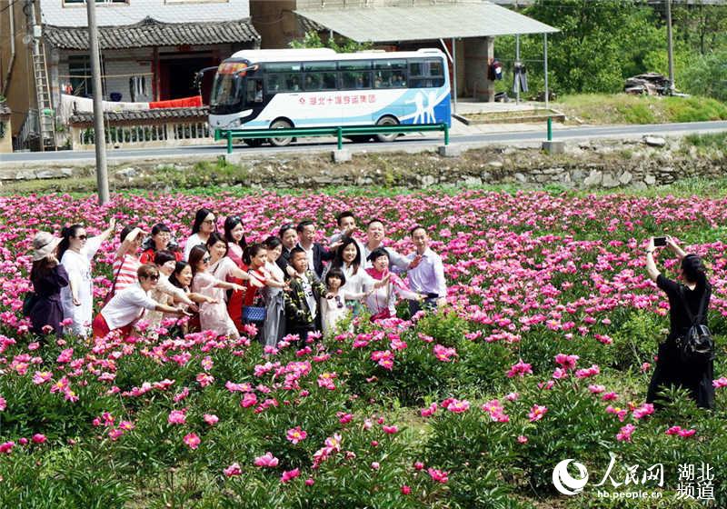 湖北十堰：芍藥花開醉遊人