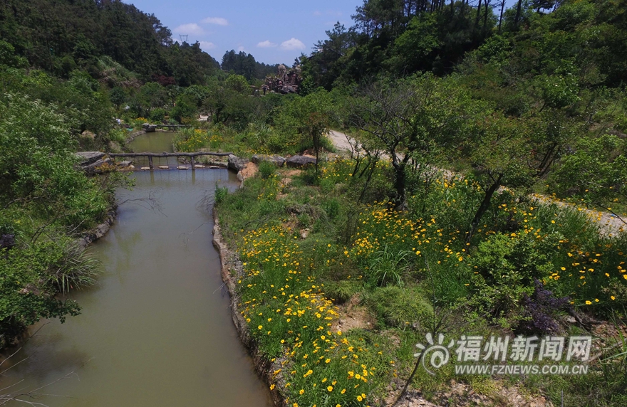【旅游列表】【滚动新闻】鼓岭五月迎来新一轮花季　红色三叶草花连片盛开