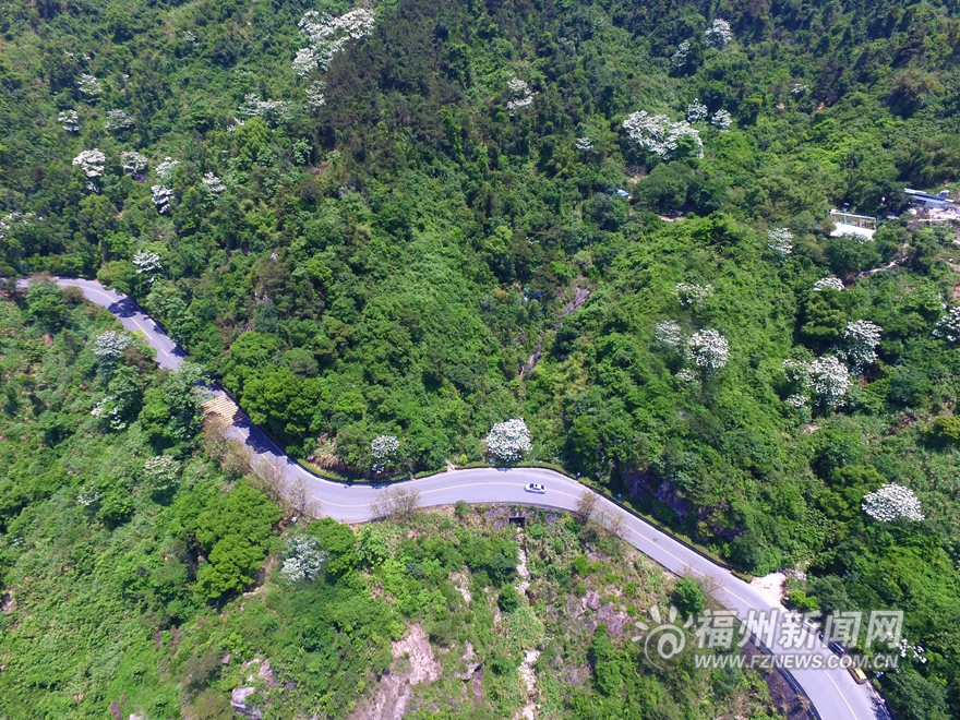 【旅游列表】【滚动新闻】鼓岭五月迎来新一轮花季　红色三叶草花连片盛开