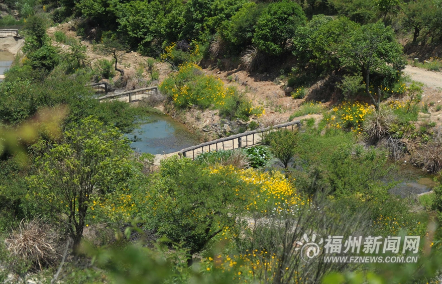 【旅游列表】【滚动新闻】鼓岭五月迎来新一轮花季　红色三叶草花连片盛开