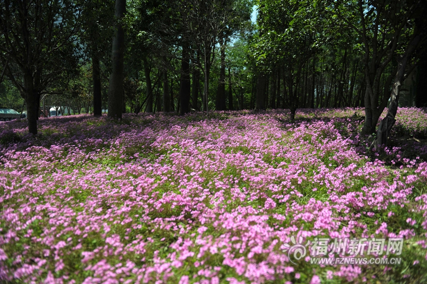【旅游列表】【滚动新闻】鼓岭五月迎来新一轮花季　红色三叶草花连片盛开