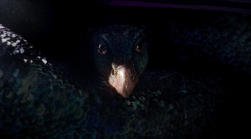 奧斯卡團隊打造《神奇動物在哪》 試映獲滿分