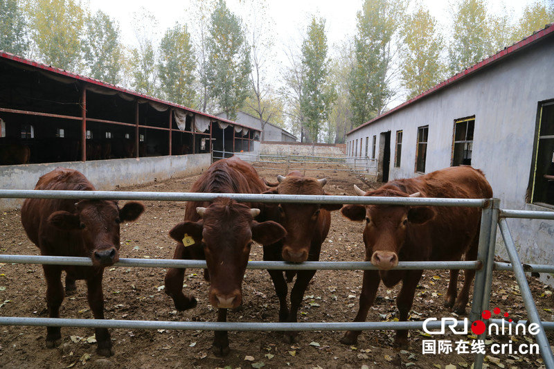 【豫见国际】平顶山市郏县将打造中国牛肉第一城 让农民“牛”起来