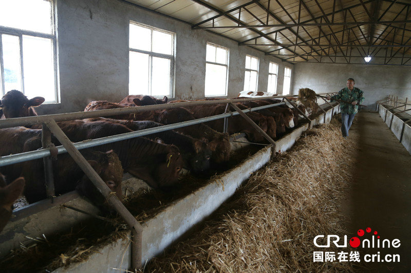 【豫見國際】平頂山市郟縣將打造中國牛肉第一城 讓農民“牛”起來