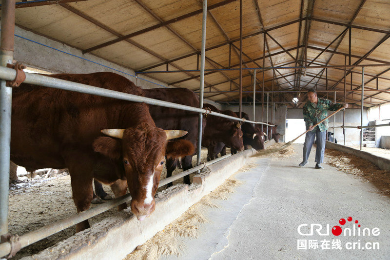 【豫見國際】平頂山市郟縣將打造中國牛肉第一城 讓農民“牛”起來