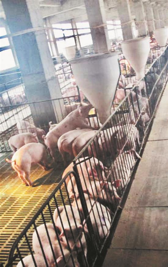 【财经 列表】【滚动新闻】【地市 泉州】猪肉价格持续走低 泉州养殖户降存栏量应对亏损