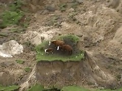 新西兰强震牲畜也遭殃 三头牛被困地陷“孤岛”