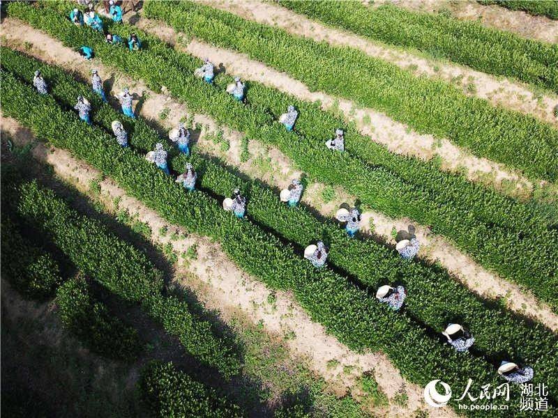 湖北荆门：千万粉丝游漳河