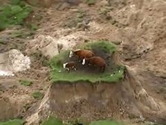 新西蘭強震致地面塌陷 農場動物被困“孤島”(視頻)