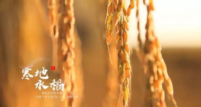 11月18日,黑河文化旅遊將攜手黑河極境寒養品牌閃耀上海環球港