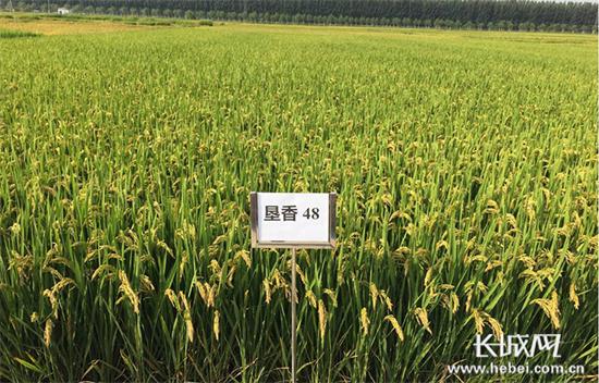 垦稻24水稻品种图片