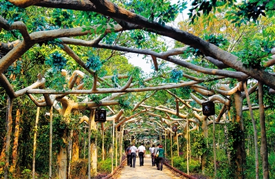 白沙鄉村遊氧吧深呼吸 白沙鄉村遊氧吧深呼吸