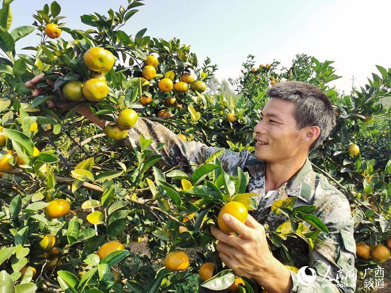 小柑橘带来甘甜生活