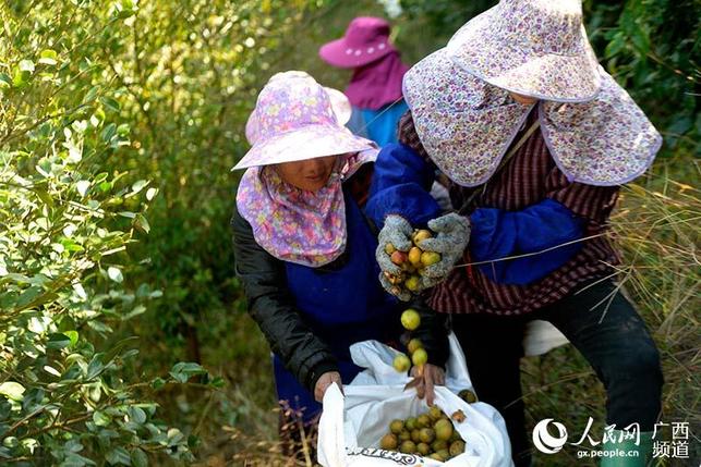廣西三江：油茶果豐收助力脫貧