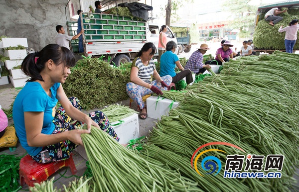 三亚今冬首批冬种瓜菜上市 100%持证出岛